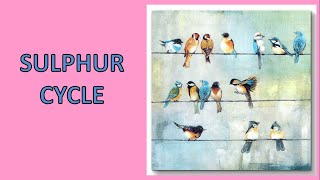 SULPHUR CYCLE  UPSC Environment and Ecology [upl. by Pollitt324]