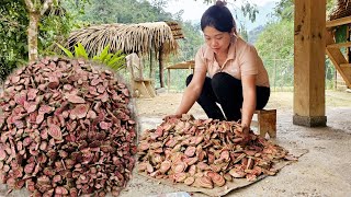 Harvesting bloodboosting vines as medicine  Drying and preserving [upl. by Ahsinac]