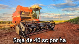 🔴COLHEITA DE SOJA 2024 p2  MF 3640 [upl. by Anelad]