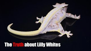 The TRUTH about the Lilly White Crested Geckos [upl. by Maudie650]