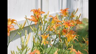 Hemerocallis Fulva  Ditch Lily Orange Daylily [upl. by Bernadene]