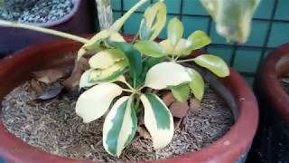 Schefflera Arboricola Plant  Variegated Umbrella Plant VID13 [upl. by Odnomar]