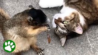 Cat Falls In Love With Wild Squirrel [upl. by Concha]