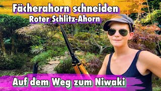 Niwaki  Fächerahorn  Schlitzahorn roter Zierahorn schneiden  Ahornbaum schneiden [upl. by Auhsuj]