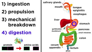 The Digestive System [upl. by Lisabet844]