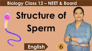 Structure of a Spermatozoon  NCERT Class 12 Biology [upl. by Dalury]