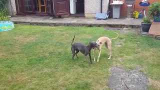 Whippets playing [upl. by Atirres]