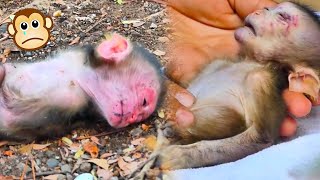 Poor baby monkey fell from above and was seriously injured [upl. by Ellevehs]