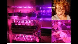 Easy DIY Grow Station  LED Lights For All Stages of Plant Growth Seed Starting [upl. by Caplan]