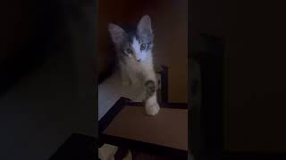 Kitties playing in their house kitten catvideos [upl. by Arst972]