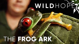 Frogs Are Going Extinct – Heres How We Can Save Them  WILD HOPE [upl. by Renrag]