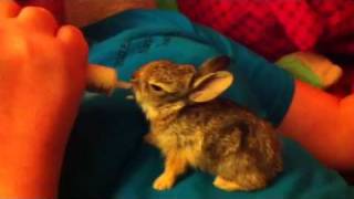 Wild baby cottontail rabbits [upl. by Oilisab]