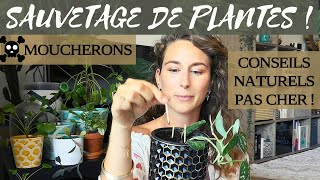 Moucherons de plantes dintérieur  5 solutions naturelles efficaces contre les sciarides [upl. by Notsob]