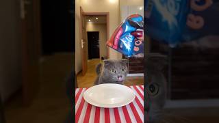 Cat ASMR😂 asmrvideo cat cats [upl. by Rausch]