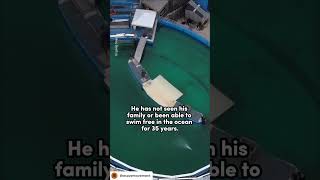 Miami Seaquarium Tortures Animals “Li’i” the Dolphin now Languishing after Tokitae’s Death 🐬🤮👿 [upl. by Erdnoid]