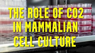 The Crucial Role of CO2 in Mammalian Cell Culture [upl. by Frendel338]