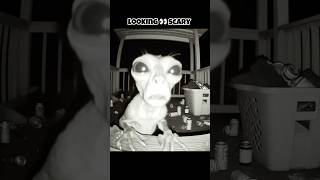 Skinwalker in Animals Disguise 🥸 facts animalfacts scary shortsfeed ytshorts cute [upl. by Aliwt]