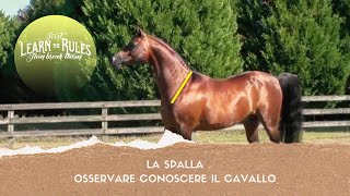 ♘ Cavalli  La Spalla  Conoscere  Osservare il Cavallo [upl. by Nirtak]