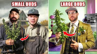 Pro Tips To Increase Cannabis Plant Yields  From The Stash Highly Educational Ep 7 [upl. by Hagar]