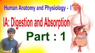 Digestion and absorption part 1Rajesh Biology [upl. by Winnick]