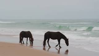 An Adventure to Sable Island NPR with Picture Perfect Tours [upl. by Riaj573]