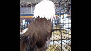 ZwergHolländer Haubenhuhn Weißhaube chocolate Kleintierausstellung Etziken [upl. by Fairlie115]