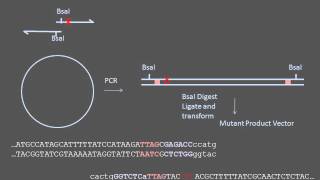 GT  13 Mutagenicity vs Genotoxicity vs Carcinogenicity General Toxicology Module 13 [upl. by Nymrak300]