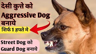 Street Dog Ko Aggressive Kaise Banaye  Desi Dog Ko Guard Dog Kaise Banaye  How To Make A Guard Dog [upl. by Nevanod]