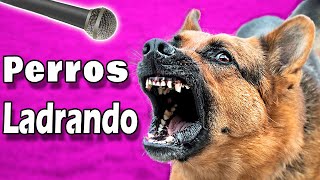 ❤️ ¡PERROS LADRANDO FUERTE para tu Perro o Gato  ¡Garantizado ❤️ [upl. by Nidorf]