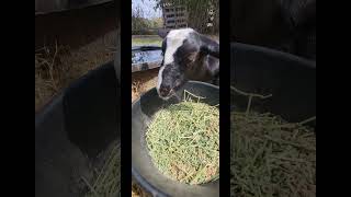 My Disabled Goat Shmin Crunching Food [upl. by Nhtanhoj]