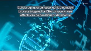 Decoding cellular aging Understanding the senescenceassociated secretory phenotype [upl. by Ecnarual]