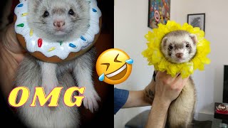 The Funniest FERRET video  Ferret Compilation  The CUTEST Ferret TikTok Compilation  Funny Pets [upl. by Rainger47]