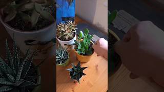 Bottom Watering Succulents [upl. by Flessel]