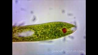 Euglena [upl. by Cliffes141]