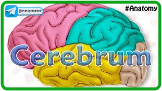 Cerebrum Anatomy Animation  Gyri and Sulci Surfaces Functional areas of cerebral Hemisphere [upl. by Llen]