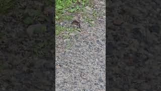 Field Mouse at Play tga taylorsgrandadventures walkintosuccess mouse fieldmouse nature fyp [upl. by Schear]