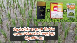 நெல்லில் 15 நாள் மேலே களைக்கொல்லி மருந்து தெளிப்பது  paddy herbicide spraying [upl. by Aratahs117]