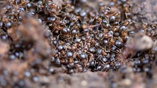 Lasius brunneus réveil des fourmis au printemps [upl. by Tahp]