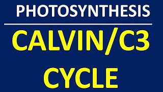 CALVIN CYCLE [upl. by Radman3]