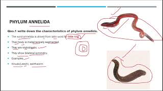 phylum annelida kingdom animalia biology fscbiology [upl. by Kcirddot]