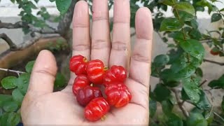 Perkembangan Tumbesaran Buah Surinam Cherry  Cermai Mekah  Cermai Belanda  Dewandaru 🍒 [upl. by Penrod]