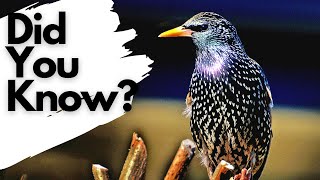 Things you need to know about STARLINGS [upl. by Andris349]