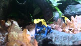 Dendrobates tinctorius citronella [upl. by Ahsal]