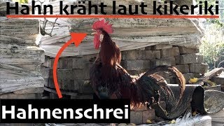 Hahnenschrei Hahn kräht laut kikeriki [upl. by Ennyroc867]