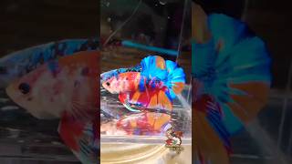 Betta Fish  Multicolor bettafish bettabreeding shorts fish [upl. by Atiniv237]