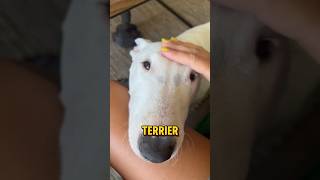 The fascinating bull terrier bullterrier dog [upl. by Aehtna993]