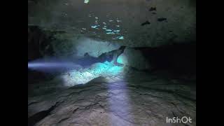 Cave dive cenote Taj Mahal Mexico Cave dive Mexico Yucatan [upl. by Yasibit]