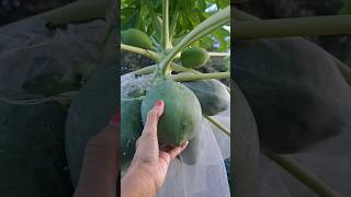 Vietnamese Dwarf Papaya 🫠✌️❤️👍papaya papayatree florida eating nature food fruit eat [upl. by Quin645]