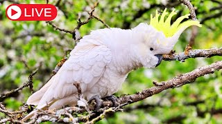 Cockatoo Home Secrets  Birds amp Co of Australia LIVE Zoo [upl. by Lusty]