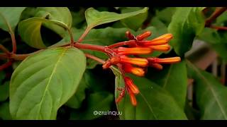 Hamelia Patens Firebush [upl. by Eamon]